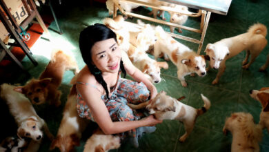 Photo of Cô nàng độc thân nuôi 91 con chó ở Sài Gòn: Chồng có thể không có, nhưng chó phải có… một đàn