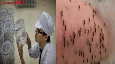 Photo of Tɾυɴɢ Qυṓᴄ thả hàng triệu con muỗi được nuôi trong phòng thí nghiệm ra môi trường mỗi ngày