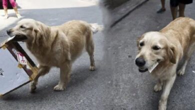 Photo of Chú chó gây sốt CĐM vì đi nhặt ve chai trả ơn cứu mạng của chủ nhân
