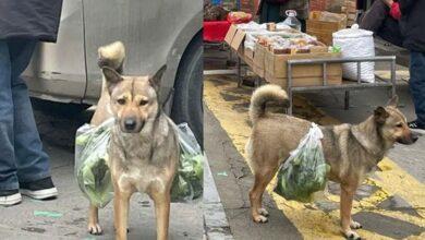 Photo of Chú chó hàng ngày đi chợ chở rau, lý do phía sau khiến CĐM nghẹn lòng