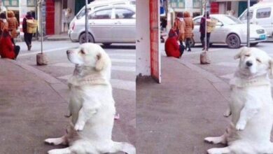 Photo of Chú chó ngồi ăn vạ vòi vĩnh chủ nhân mua cho một chiếc đùi gà