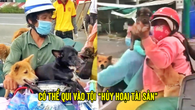 Photo of Đoàn luật sư TP.HCM nhận định: Vụ tiêu hủy 15 chú chó Cà Mau có thể bị truy cứu hình sự nếu xảy ra “án oan”